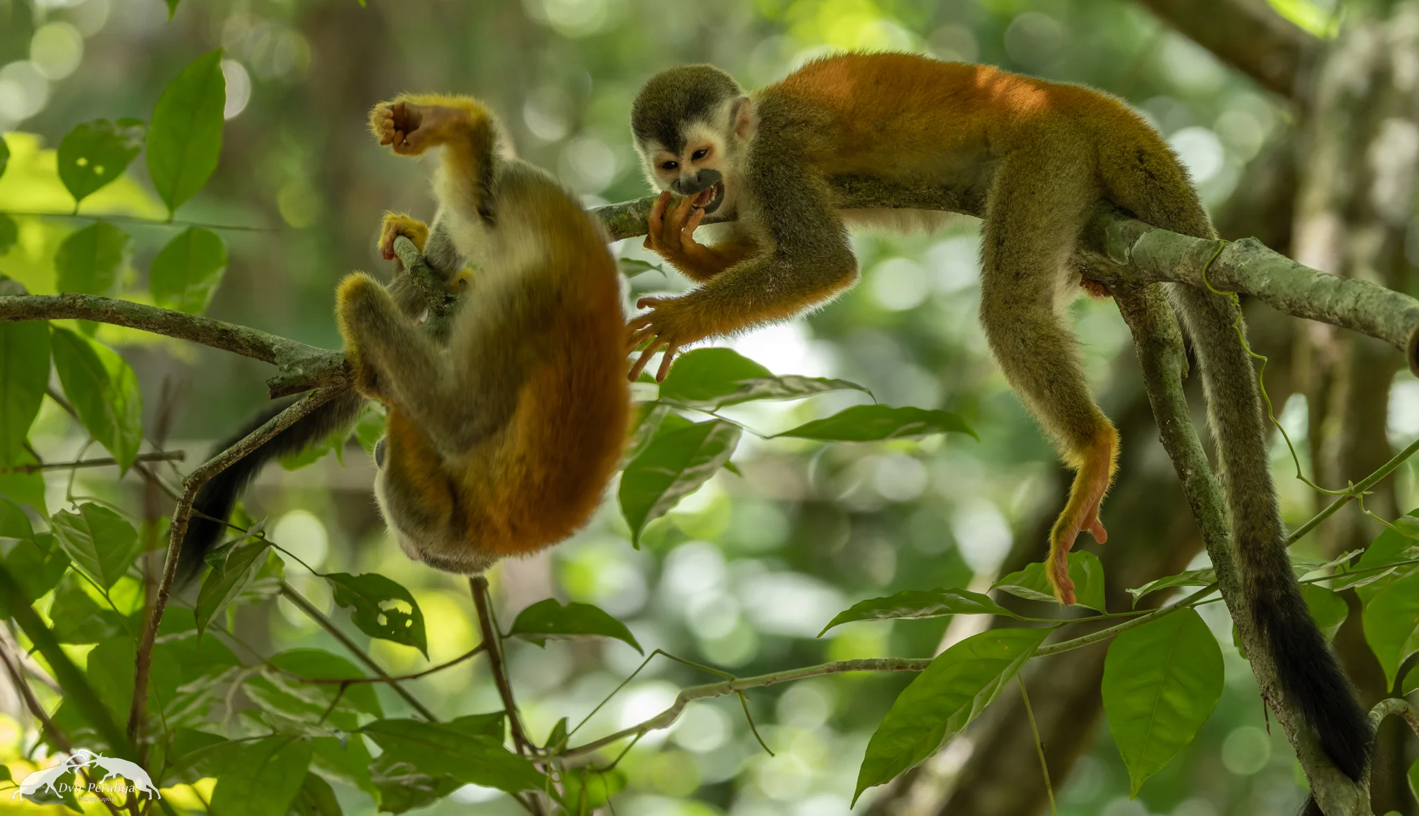 Squirrel monkey, Manuel Antonio